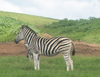 Zebra Single Image